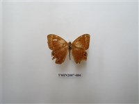 藏品(白點褐蜆蝶)的圖片